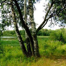 Схема вышивки «Русские березы»