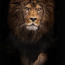 Схема вышивки «Лев»