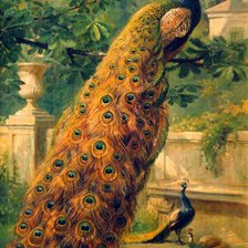 Схема вышивки «павлин»