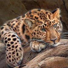 Схема вышивки «Барс»