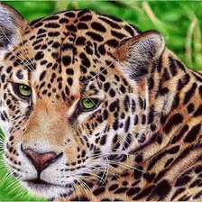 Схема вышивки «Леопард»