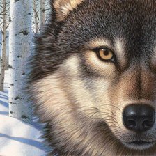 Схема вышивки «Волк»