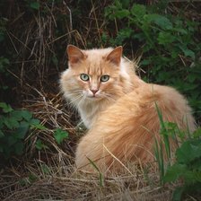 Схема вышивки «рыжий кот»