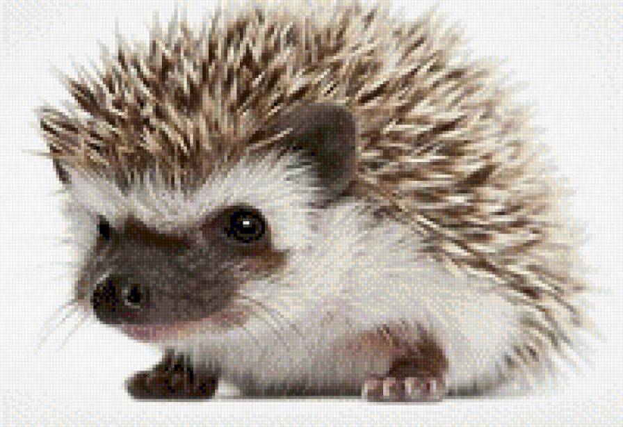 erizo de tierra - general - предпросмотр