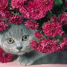 Схема вышивки «№934221»