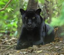 Схема вышивки «черная красавица»