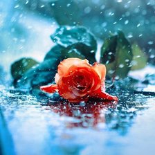 Схема вышивки «Роза»