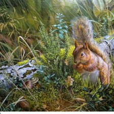 Схема вышивки «белочка»