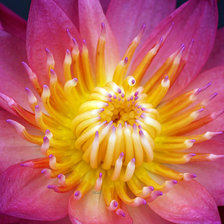 Схема вышивки «Цветок»