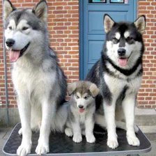 Схема вышивки «семья хаски»