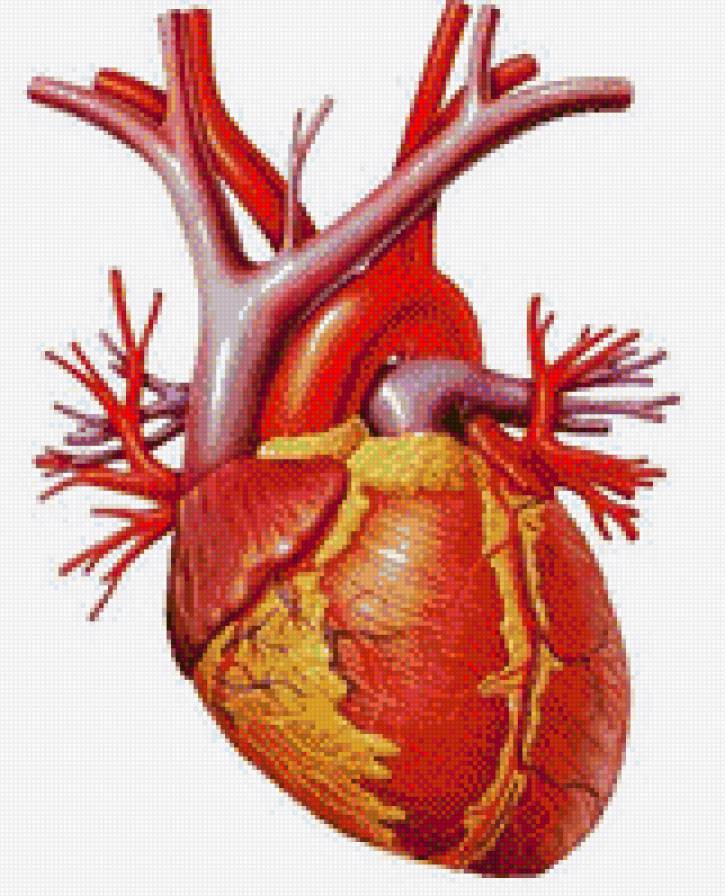 corazon humano - general - предпросмотр