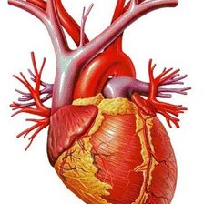 Схема вышивки «corazon humano»