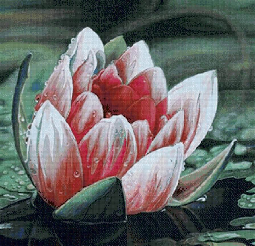 Кувшинка - кувшинка, водяная лилия, цветы, лотосы, лотос - предпросмотр