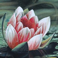 Схема вышивки «Кувшинка»