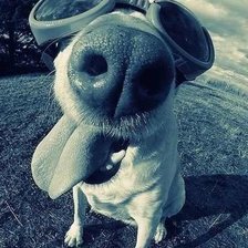 Схема вышивки «собака»