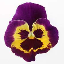 Схема вышивки «серия "цветы"»