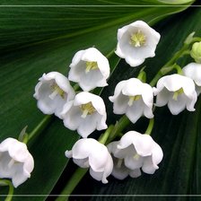 Схема вышивки «серия "цветы"»