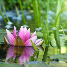 Схема вышивки «№935918»