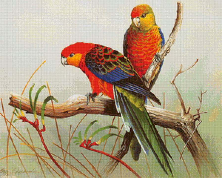 пара попугаев - пара, попугаи, ветка, птицы, арт, графика - предпросмотр
