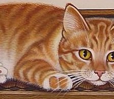 Схема вышивки «Кот»