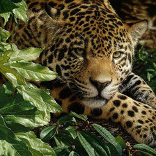 Схема вышивки «Леопард»