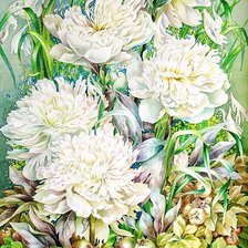 белые пионы