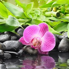 Схема вышивки «орхидея»