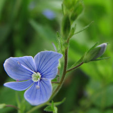 Схема вышивки «Синий цветок»