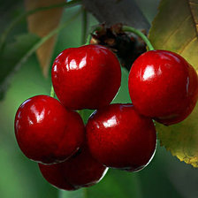 Схема вышивки «Вишенки»