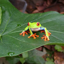Схема вышивки «rana»
