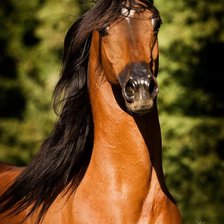 Схема вышивки «красавец»