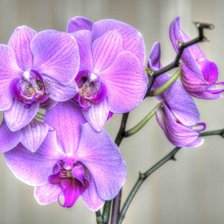 Схема вышивки «№937487»