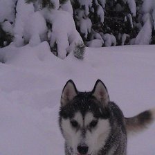 Схема вышивки «челси»