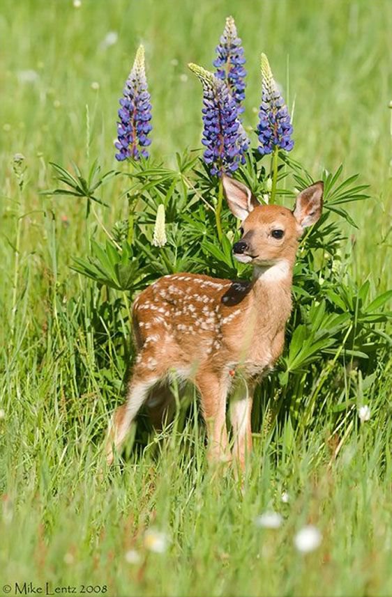 Олененок - олененок, животные - оригинал