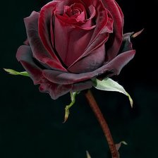 Схема вышивки «Роза»