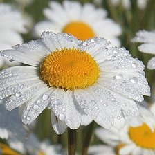 Схема вышивки «ромашка»