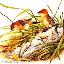 Схема вышивки «птицы»