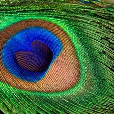 Схема вышивки «Перо павлина»