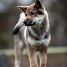 Схема вышивки «Собака»