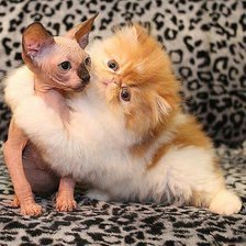 Схема вышивки «два котика»