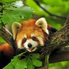 Схема вышивки «енот»