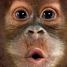 Схема вышивки «Обезъянка»