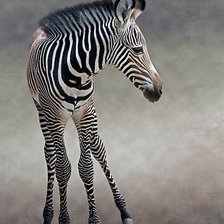 Схема вышивки «Зебра»