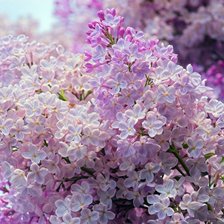 Схема вышивки «сирень»