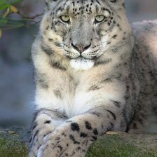 Схема вышивки «Барс»