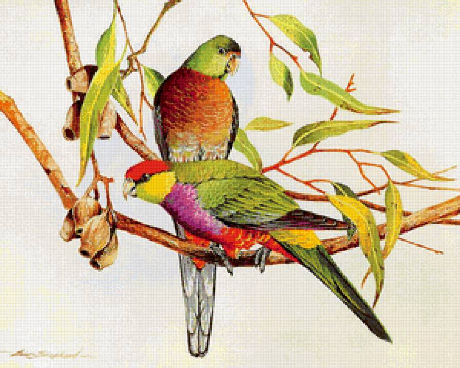 пара птиц на ветке - семья, птицы, графика, природа, ветка, пара, цветы - предпросмотр