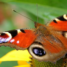 Схема вышивки «баб»