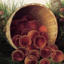 Схема вышивки «персики в корзине»