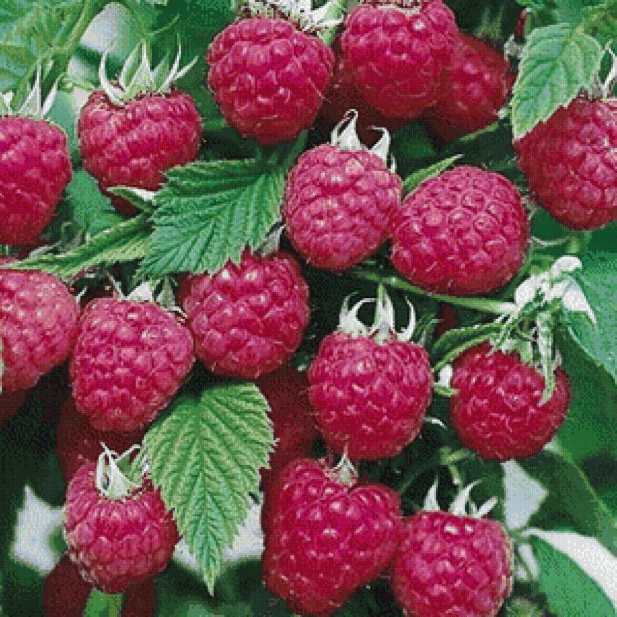 Малина - малина, ягода - предпросмотр