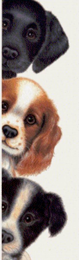 Трое - животные, трое, собака - предпросмотр